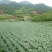 高山包菜，高品质