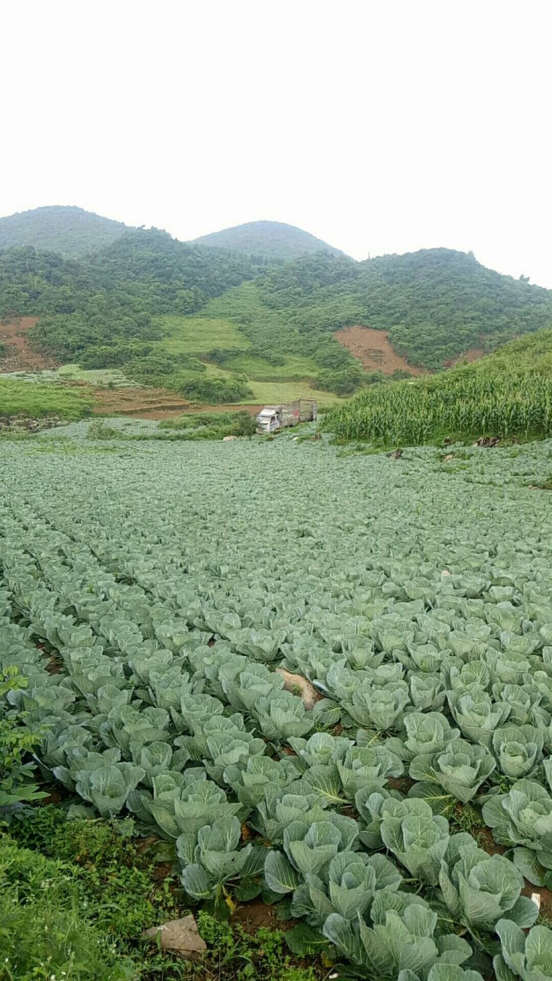 高山包菜，高品质