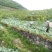 高山包菜，高品质