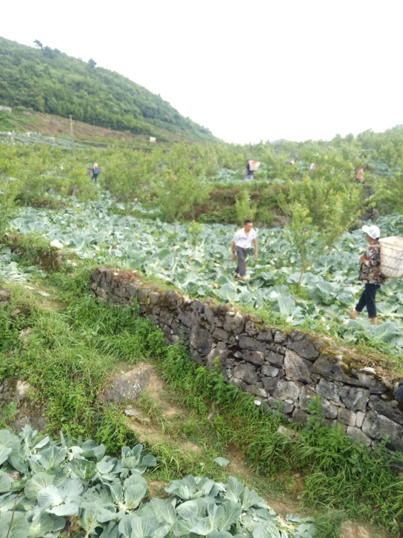 高山包菜，高品质