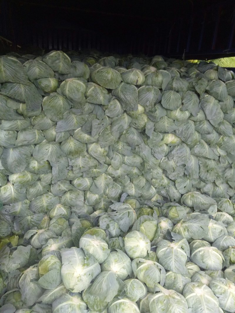高山包菜，高品质