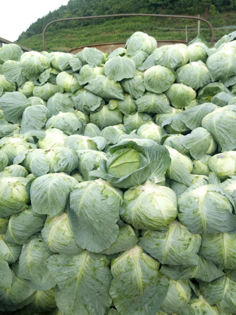 高山包菜，高品质