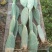 米邦塔仙人掌