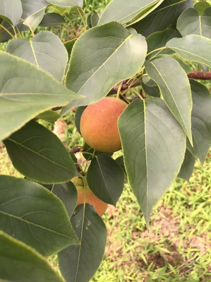 北镇细皮南果梨，色泽鲜艳