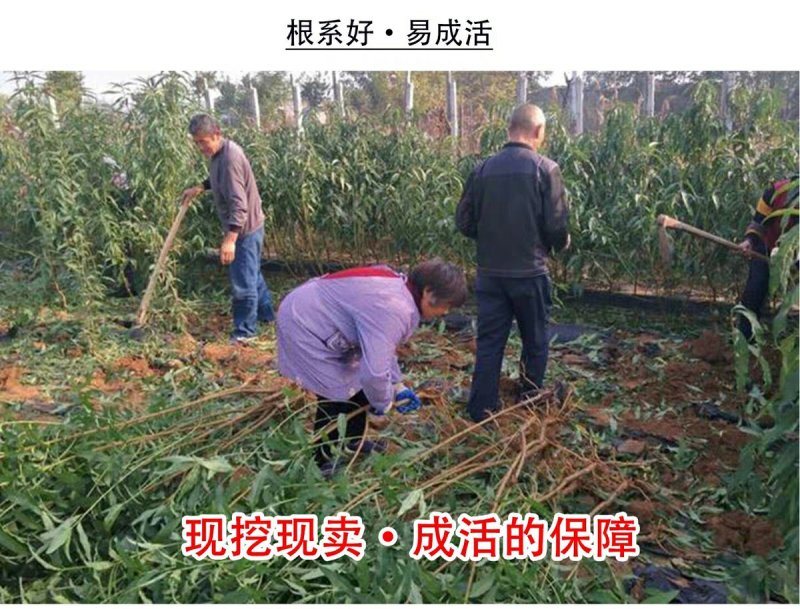 桃树苗黄蟠桃苗，基地直销，包品种包成活提供技术