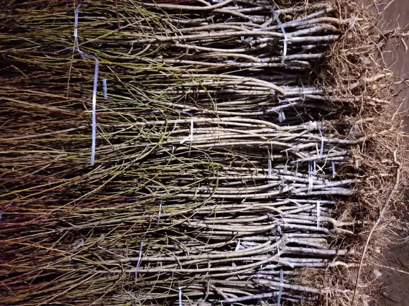 桃树苗黄蟠桃苗，基地直销，包品种包成活提供技术