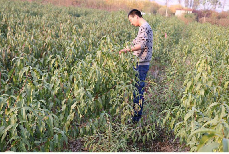 桃树苗黄蟠桃苗，基地直销，包品种包成活提供技术