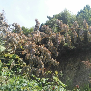 博落回果夹
