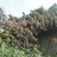 博落回果夹