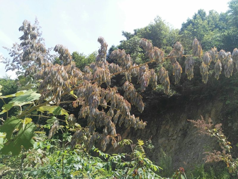 博落回果夹