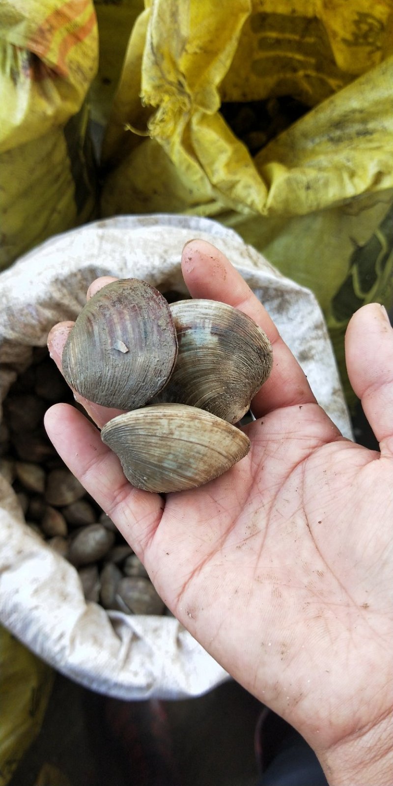 美贝文蛤贝类海蛤蜊新鲜黄蛤蜊海鲜水产鲜活