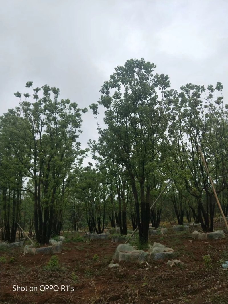 香樟，全冠香樟，移栽香樟，丛生香樟，多杆香樟全冠移栽香樟