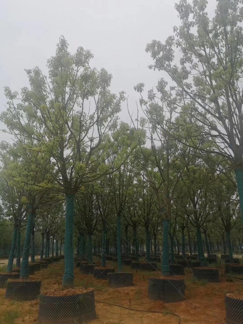 香樟，全冠香樟，移栽香樟，丛生香樟，多杆香樟全冠移栽香樟