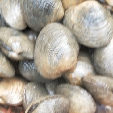 新鲜天鹅蛋鲜活海捕大蛤蜊天鹅蛋海鲜