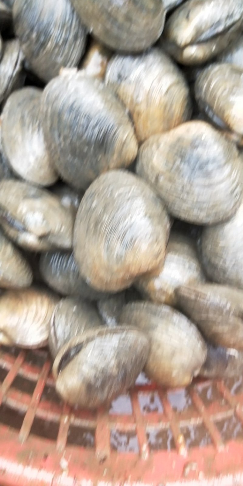 新鲜天鹅蛋鲜活海捕大蛤蜊天鹅蛋海鲜