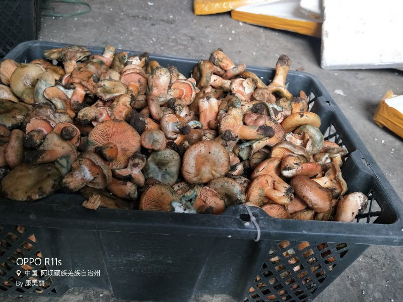 高原，松树菌，南瓜菌