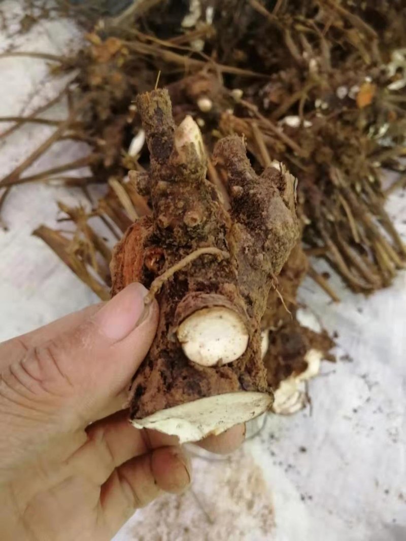 白芍芽子，白芍芽头成活率百分之九十五以上，投资低，好管理