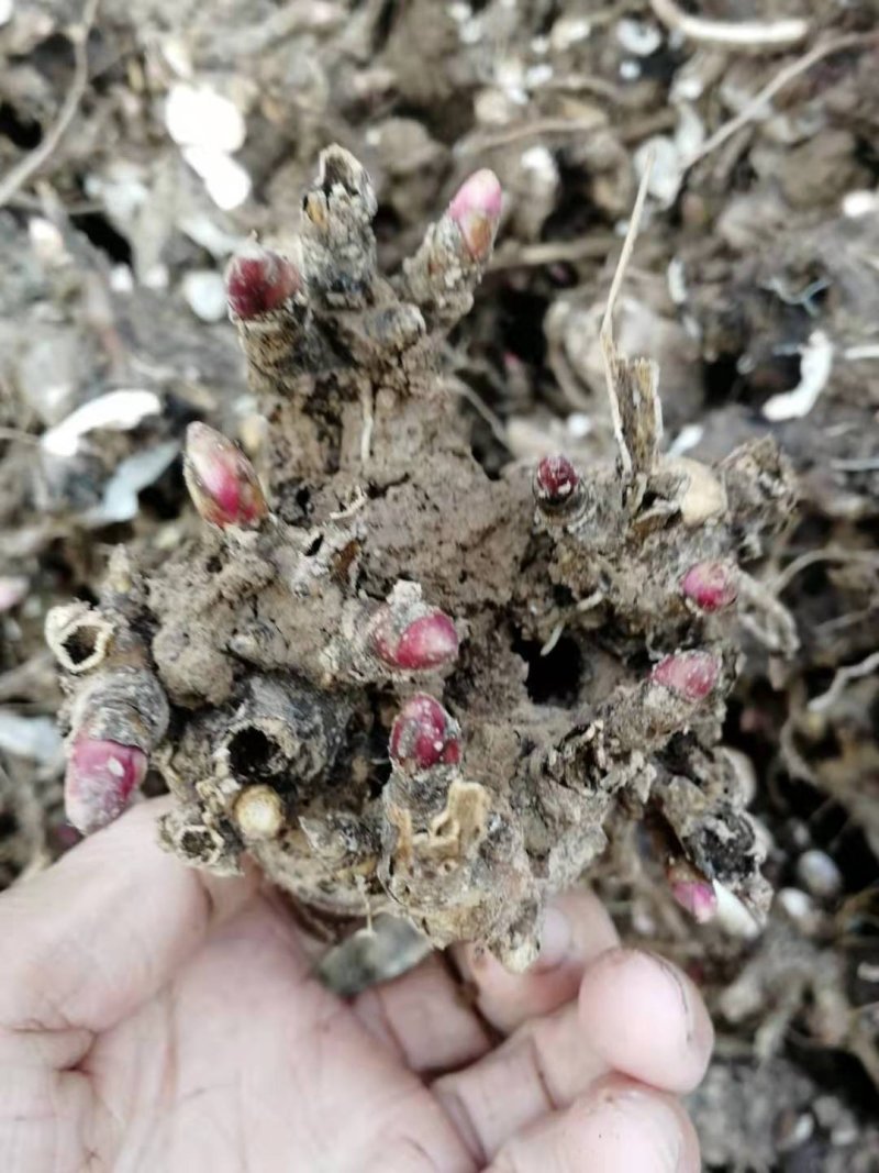 白芍芽子，白芍芽头成活率百分之九十五以上，投资低，好管理