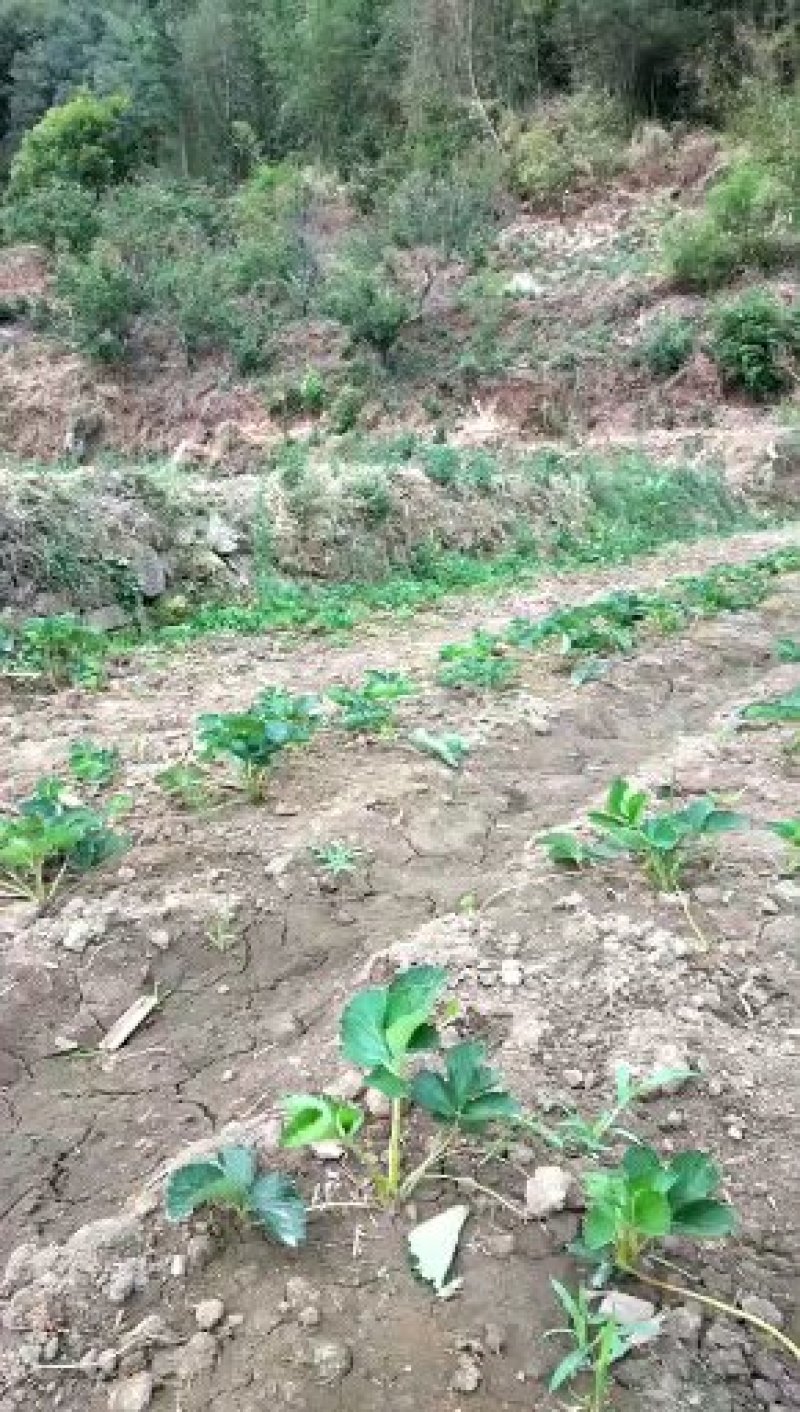 草莓幼苗