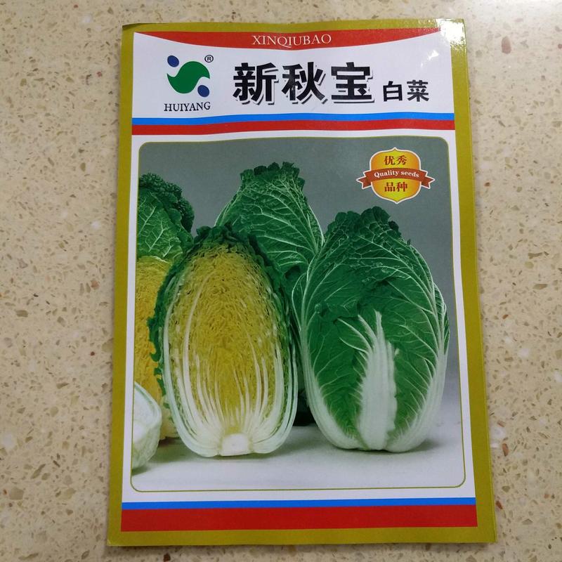 白菜种子进口黄心大白菜种子