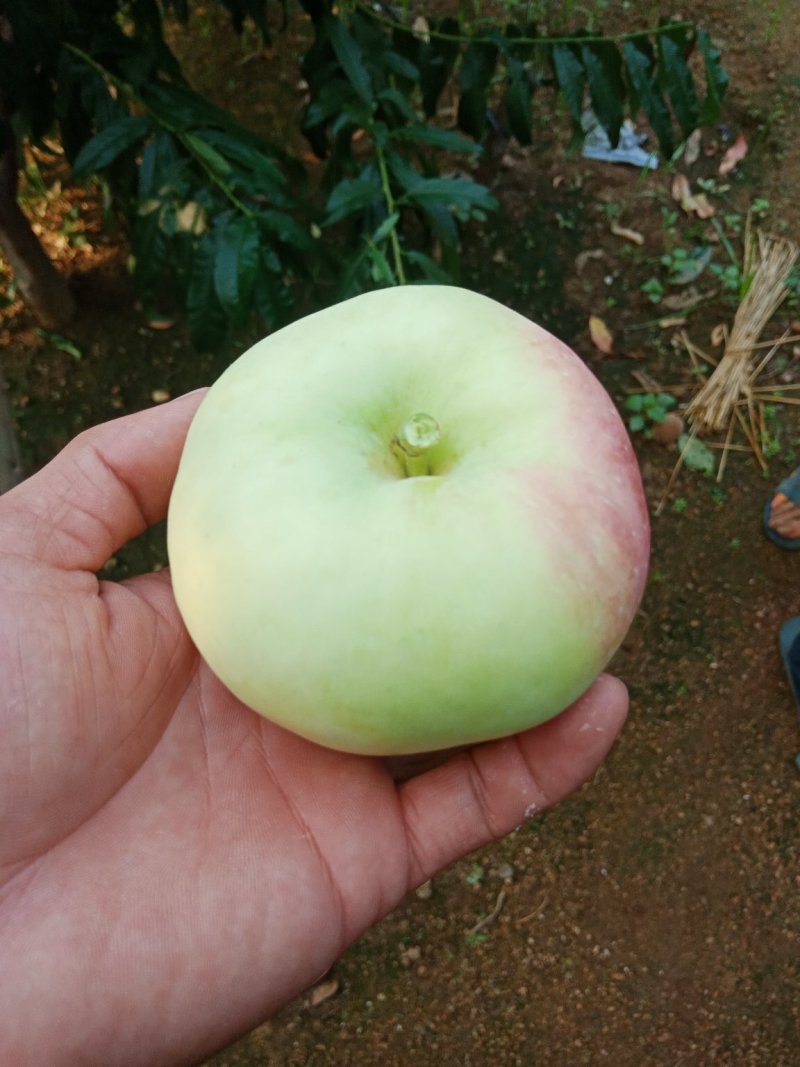 茉莉市苹果山地种植特别好吃