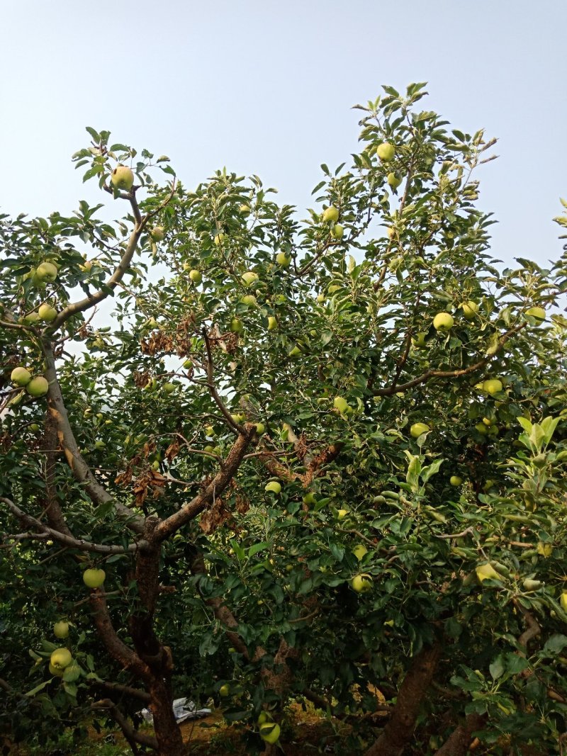 茉莉市苹果山地种植特别好吃