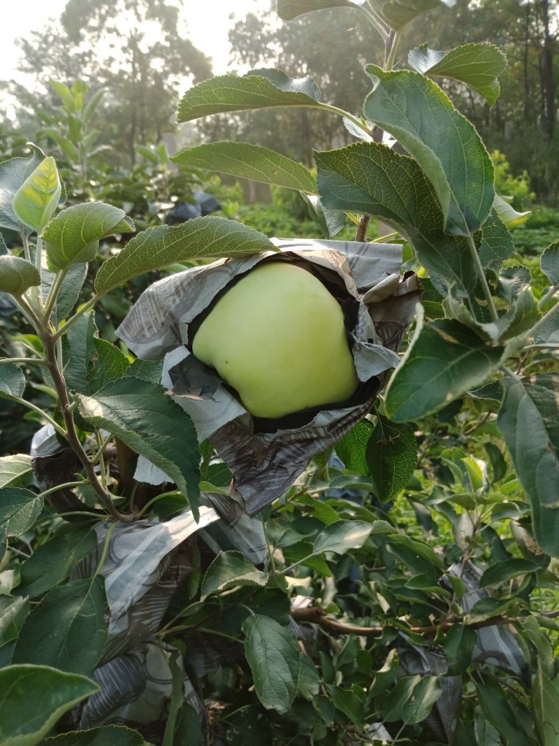 茉莉市苹果山地种植特别好吃