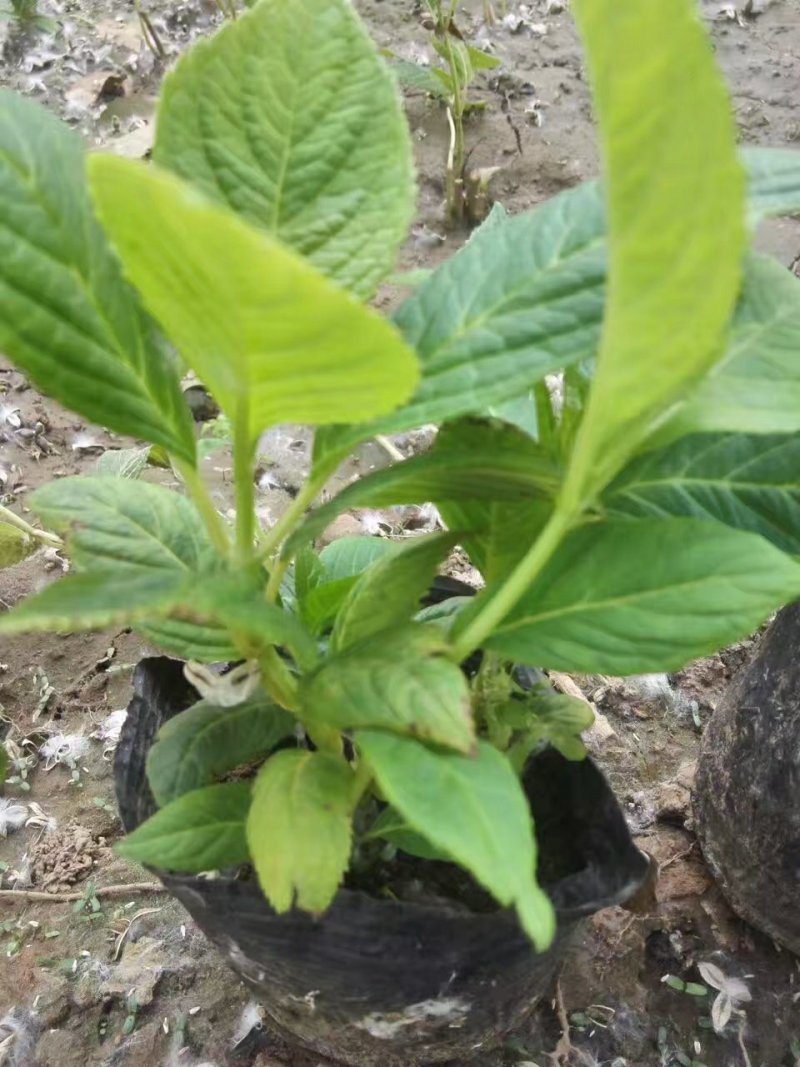 绿化苗木八仙花绣球花木绣球营养杯，小苗床苗扦插