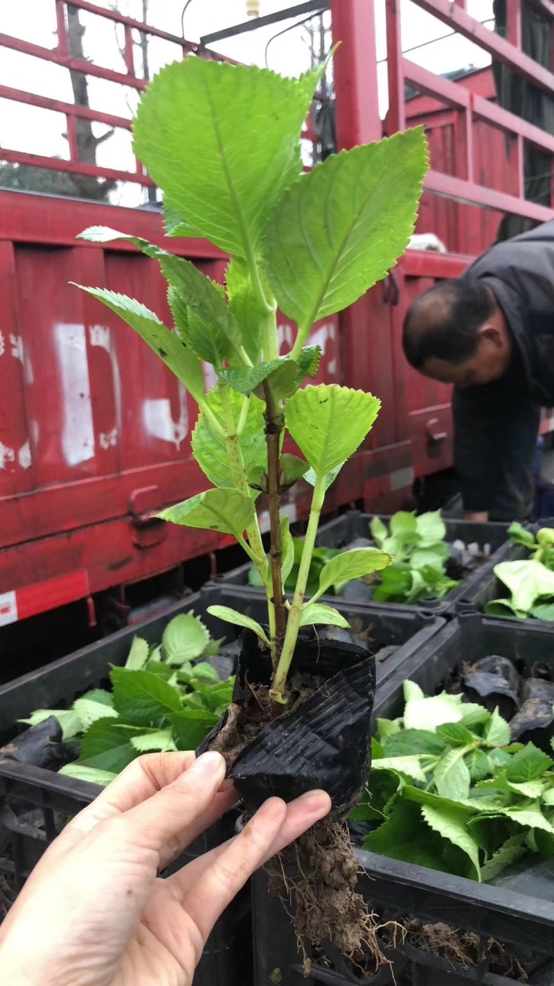 绿化苗木八仙花绣球花木绣球营养杯，小苗床苗扦插
