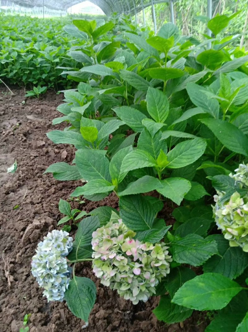 绿化苗木八仙花绣球花木绣球营养杯，小苗床苗扦插