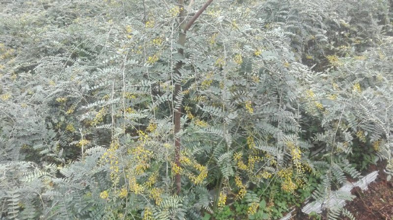 山豆根种子免费提供种植技术
