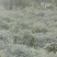 山豆根种子免费提供种植技术