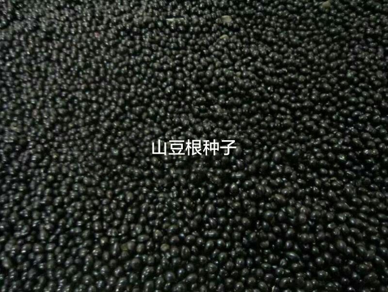 山豆根种子免费提供种植技术