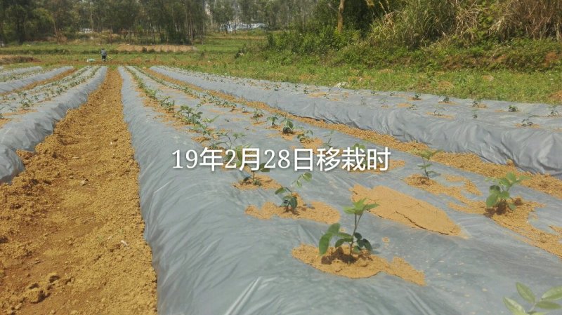 山豆根种子免费提供种植技术