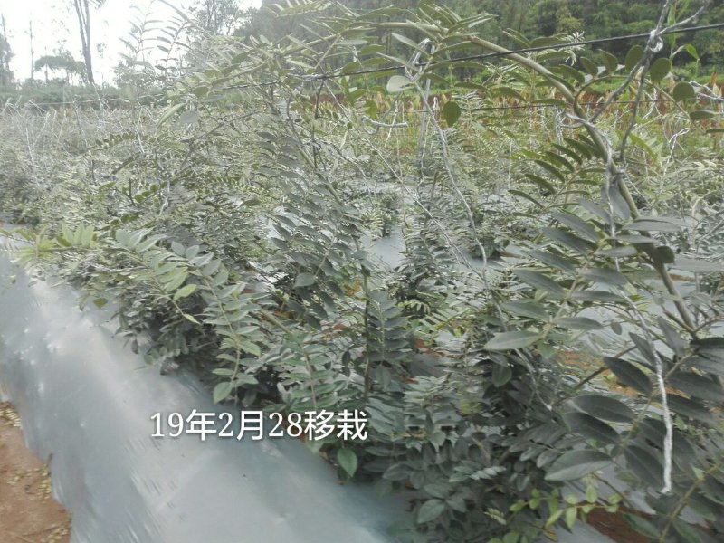 山豆根种子免费提供种植技术