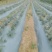山豆根种子免费提供种植技术