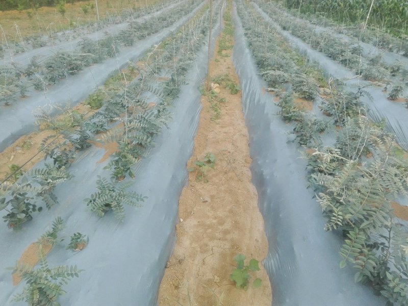 山豆根种子免费提供种植技术
