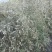 山豆根种子免费提供种植技术