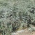 山豆根种子免费提供种植技术