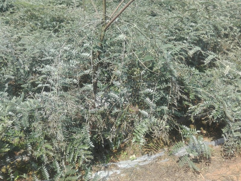 山豆根种子免费提供种植技术