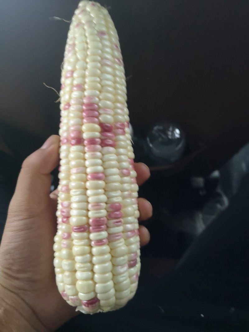花甜糯玉米糯玉米彩糯玉米花糯彩糯玉米
