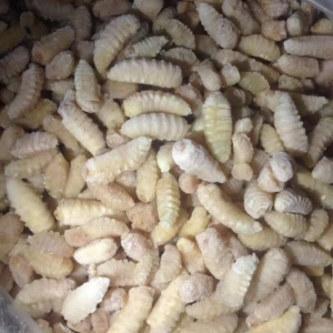 野生蜂蛹