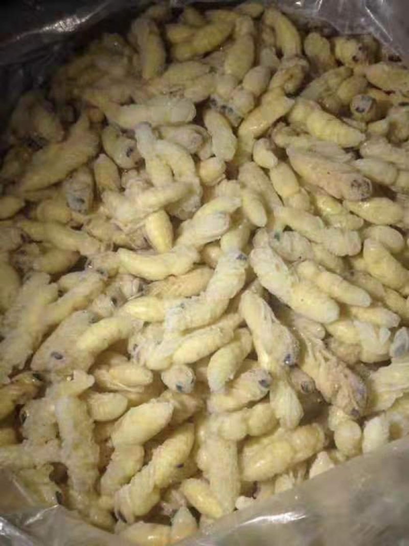 野生蜂蛹