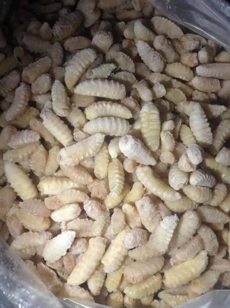 野生蜂蛹