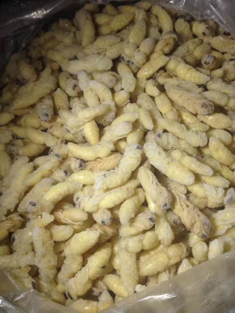 野生蜂蛹