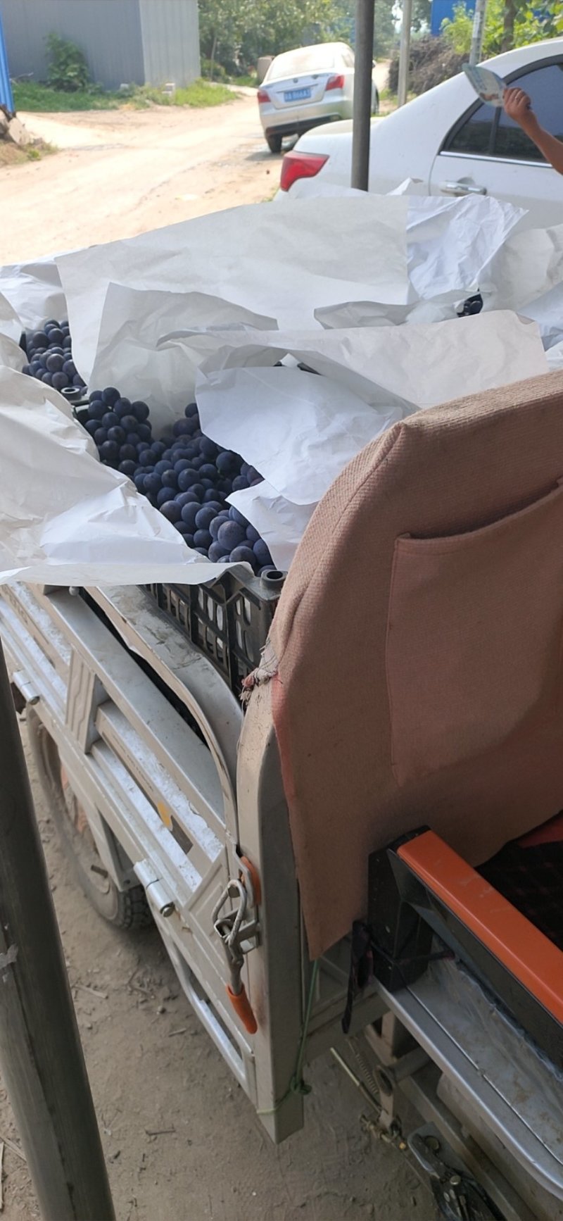 新品京亚葡萄产地直发实力代办王元元
