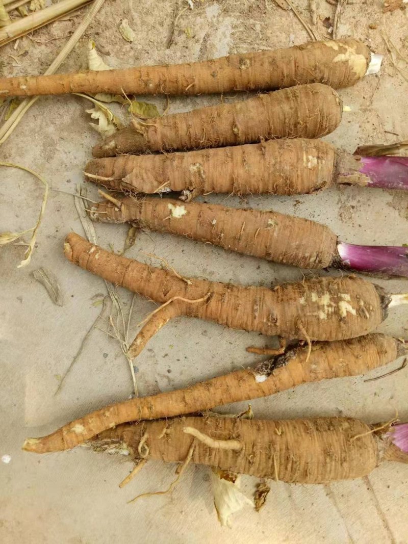 万亩中药材种植，白芷种苗，白芷，包成活，保质量，包服务