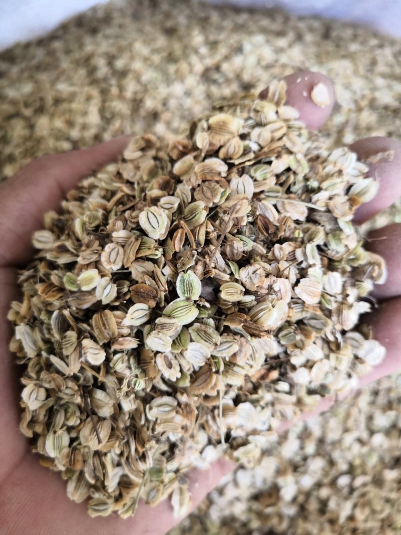 万亩中药材种植，白芷种苗，白芷，包成活，保质量，包服务