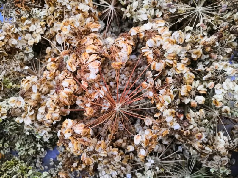 万亩中药材种植，白芷种苗，白芷，包成活，保质量，包服务