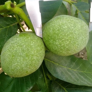 基地直销嫁接核桃苗，香玲，8518薄皮核桃苗提供种植技术